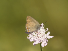 Satyrium esculi