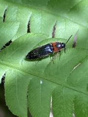 Ampedus rubricus