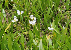 Sagittaria subulata