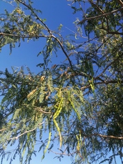 Prosopis articulata