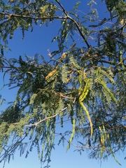 Prosopis articulata