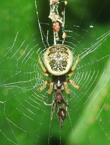 Cyclosa vieirae