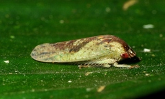 Folicana