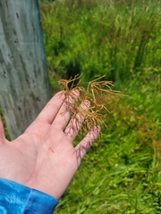 Cyperus articulatus