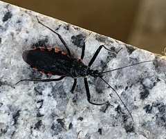 Rhynocoris leucospilus sibiricus