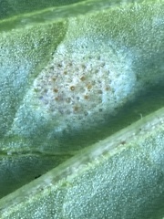 Puccinia violae