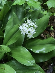 Clintonia umbellulata