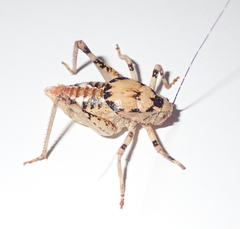 Aglaothorax ovata armiger