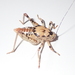 Aglaothorax - Photo (c) Jeff Cole,  זכויות יוצרים חלקיות (CC BY-NC), uploaded by Jeff Cole