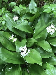 Clintonia umbellulata