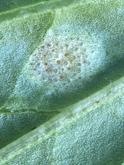 Puccinia violae