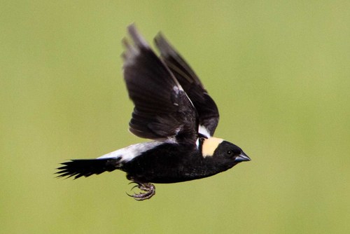 triste-pia (Dolichonyx oryzivorus)  WikiAves - A Enciclopédia das Aves do  Brasil