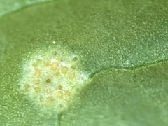 Puccinia violae