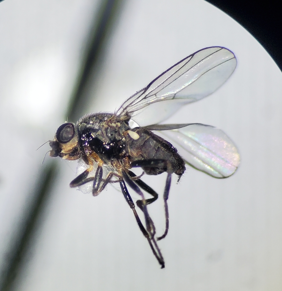 Apallates coxendix