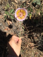 Calochortus plummerae