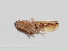 Stenocranus dorsalis