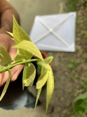 Satyrium caryaevorus