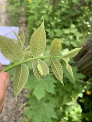Satyrium caryaevorus