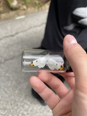 Anthocharis scolymus