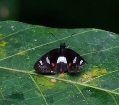 Paramimus scurra