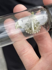 Anthocharis scolymus