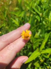 Acmella oppositifolia
