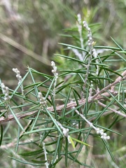 Dillwynia sieberi