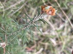 Dillwynia sieberi