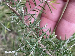 Dillwynia sieberi