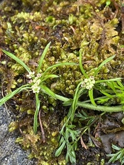 Chaerophyllum involucratum