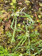 Chaerophyllum involucratum