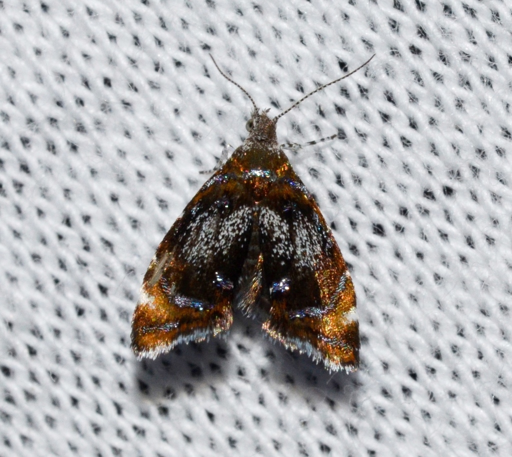 Skullcap Skeletonizer Moth