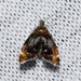Prochoreutis - Photo (c) Andy Reago & Chrissy McClarren, some rights reserved (CC BY)