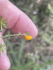 Pultenaea cinerascens