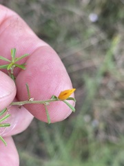 Pultenaea cinerascens