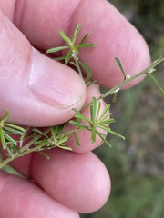 Pultenaea cinerascens