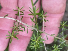 Pultenaea cinerascens