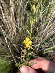 Ludwigia linifolia