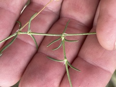Spergularia brevifolia