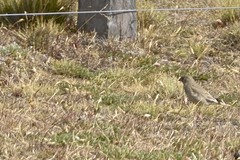 Geospizopsis unicolor