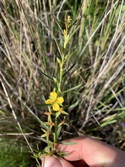 Ludwigia linifolia