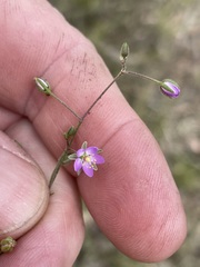 Spergularia brevifolia