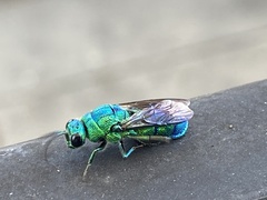 Chrysis smaragdula