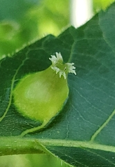 Phylloxera caryaefoliae