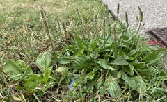 Plantago lanceolata