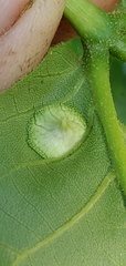 Phylloxera caryaefoliae