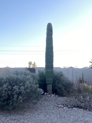 Carnegiea gigantea