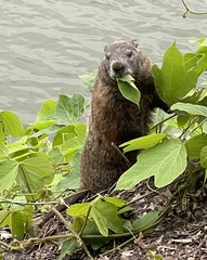 Marmota monax