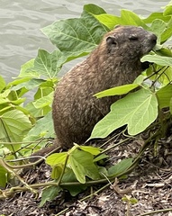 Marmota monax