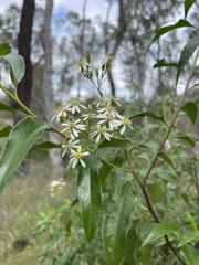 Olearia elliptica